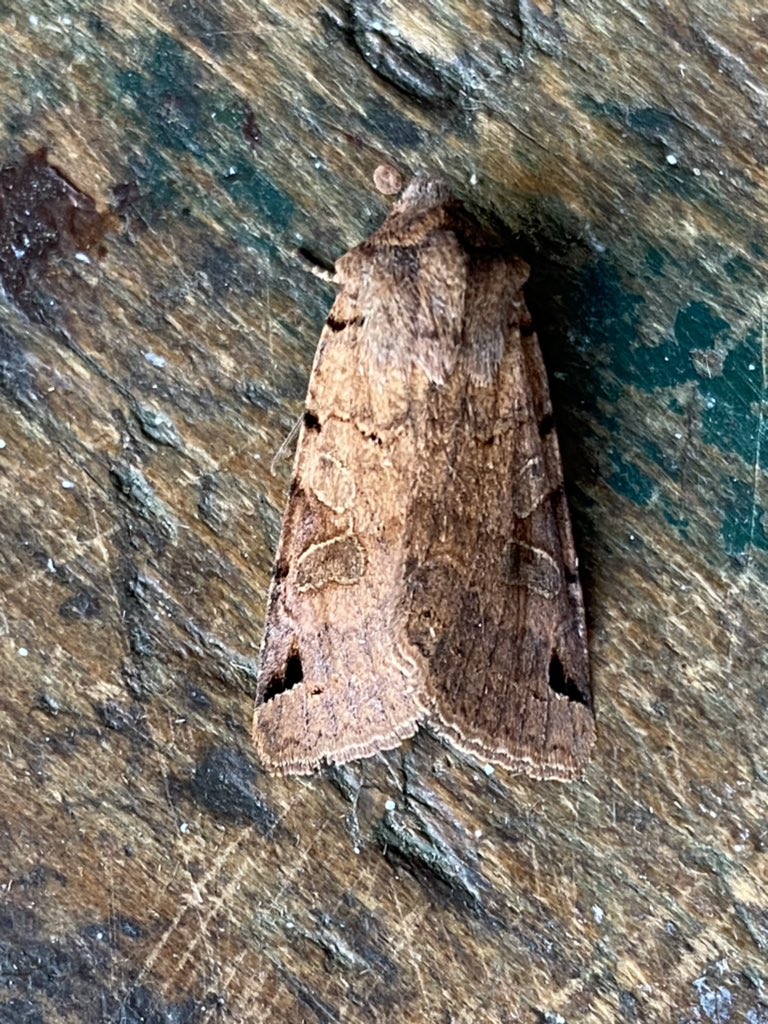 56 of 21 this morning. Pine Carpet nfg, Large Wainscot & Brown-spot Pinion nfy. @BritishMoths @BC_Lincolnshire @LincsWildlife @LincsNaturalist @MJG3271