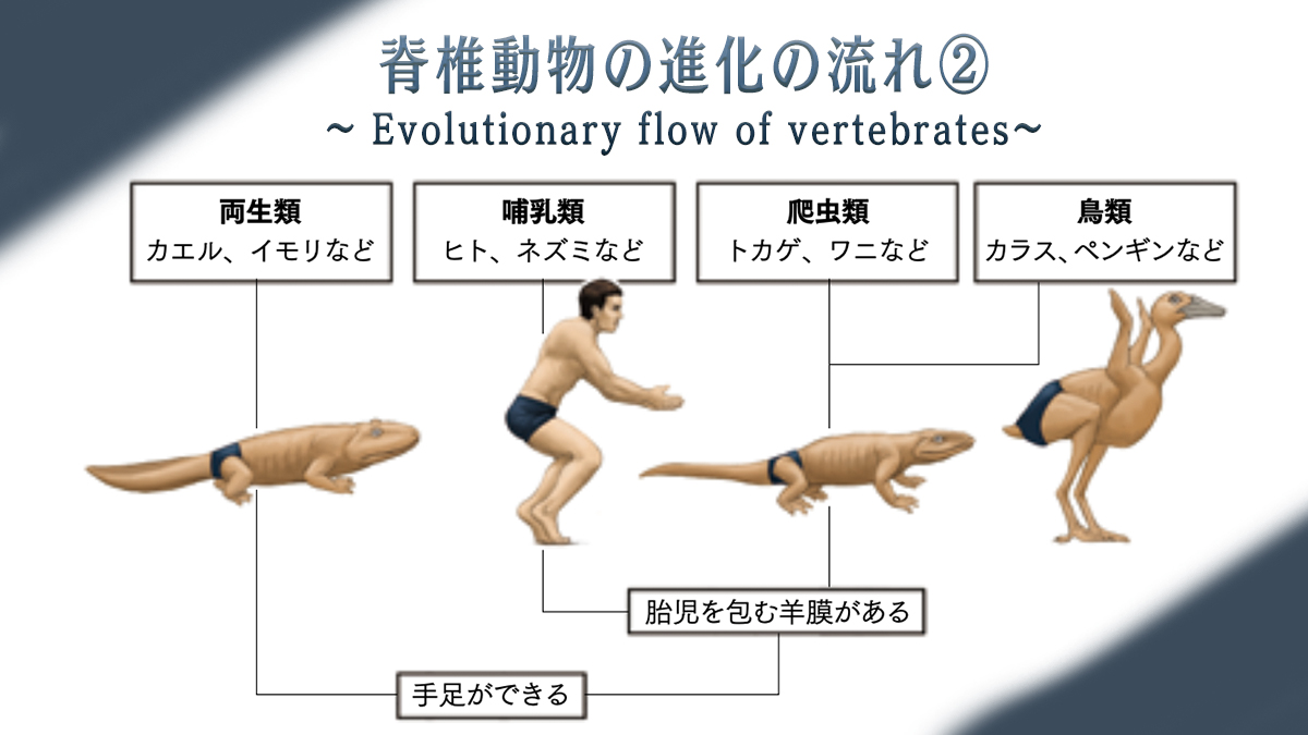 カメの甲羅はあばら骨 公式 書籍情報 脊椎 せきつい 動物の進化の流れ をご紹介します アゴのない 無顎類 むがくるい から始まり アゴができ 軟骨魚類 になります その後 骨が硬くなり 硬骨魚類 ができます そこから骨格が手足の カメの甲羅はあばら骨 公式 書籍情報 脊椎 せきつい 動物の進化の流れ をご紹介します アゴのない 無顎類 むがくるい から始まり アゴができ 軟骨魚類 になります その後 骨が硬くなり 硬骨魚類 ができます そこから骨格が手足の