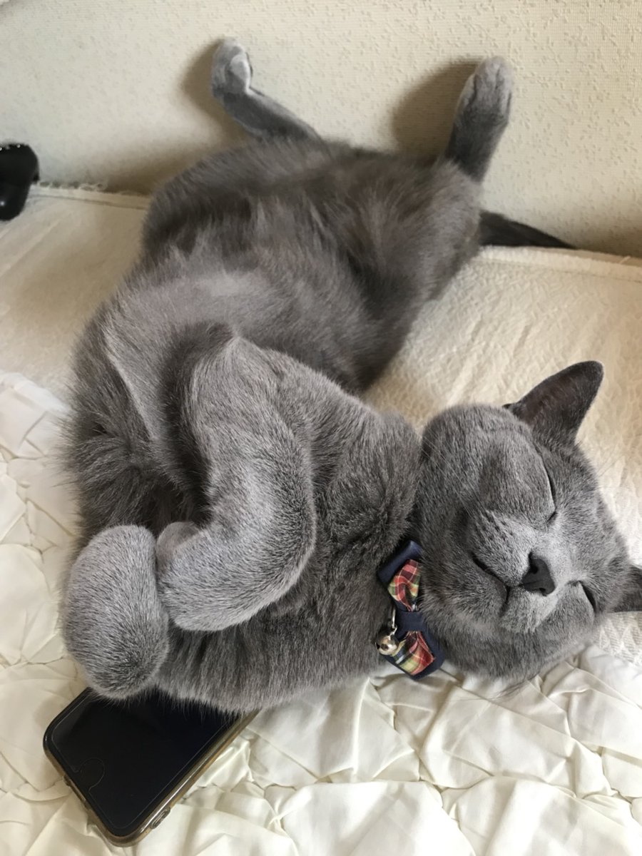 みっきーパパ@福岡B's代表⭐ tweet media