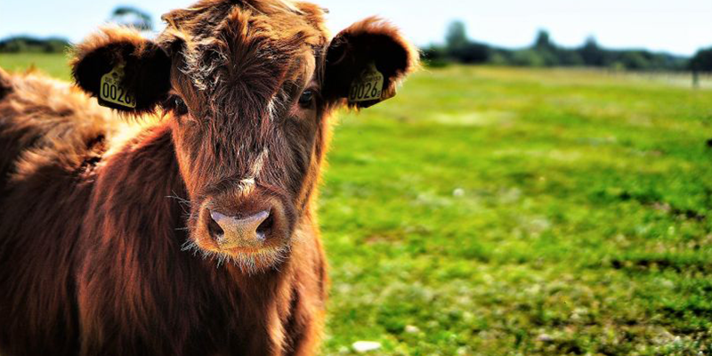 carnicacipriano's tweet photo. ¡Buenos días! Cielos despejados,el fin de semana a tan sólo unas horas, y tu pedido de La Carne de Cipriano a puntito de llegar ¡#felizviernes !😊

https://t.co/8l5ioUkXks

#carniceriaonline #carnedevacuno #carnedeprimera https://t.co/PSlgjnxYez