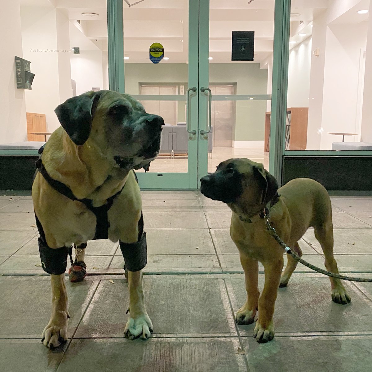 Morgan Mastiff tweet media