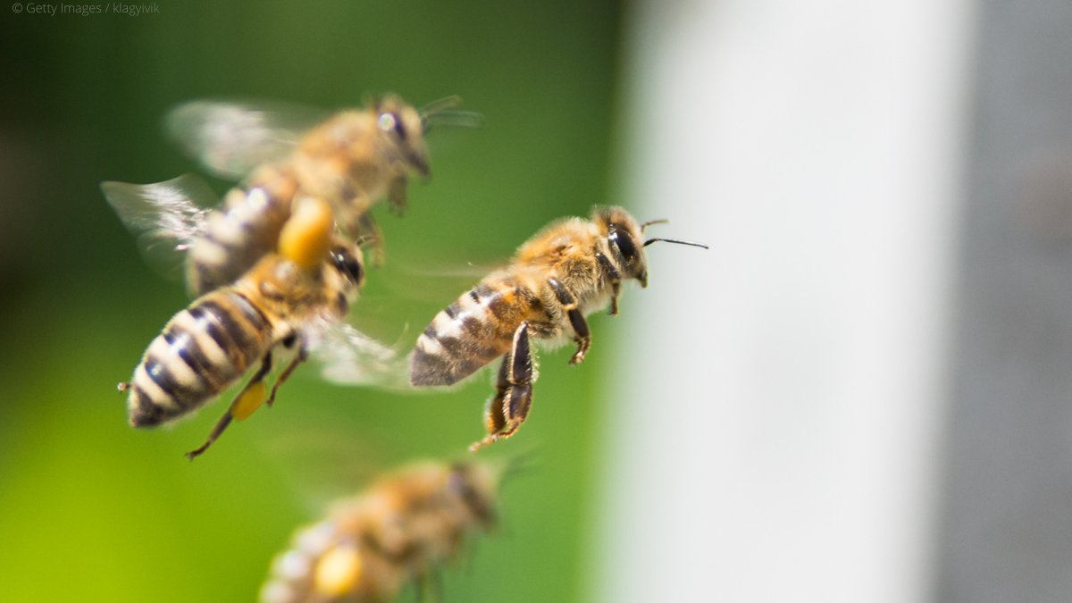 EU_ENV's tweet photo. 📣 Become a youth advocate #ForNature

Interested in running a campaign to help protect pollinators 🦋🐝?

Ahead of #EUPollinators week, join @YEEnetwork’s Spreading Pollen online training (📆 24-26/09) and turn your motivation into action

Apply by 21/09: https://t.co/0bR3OHnk6J https://t.co/POn54FYWyj