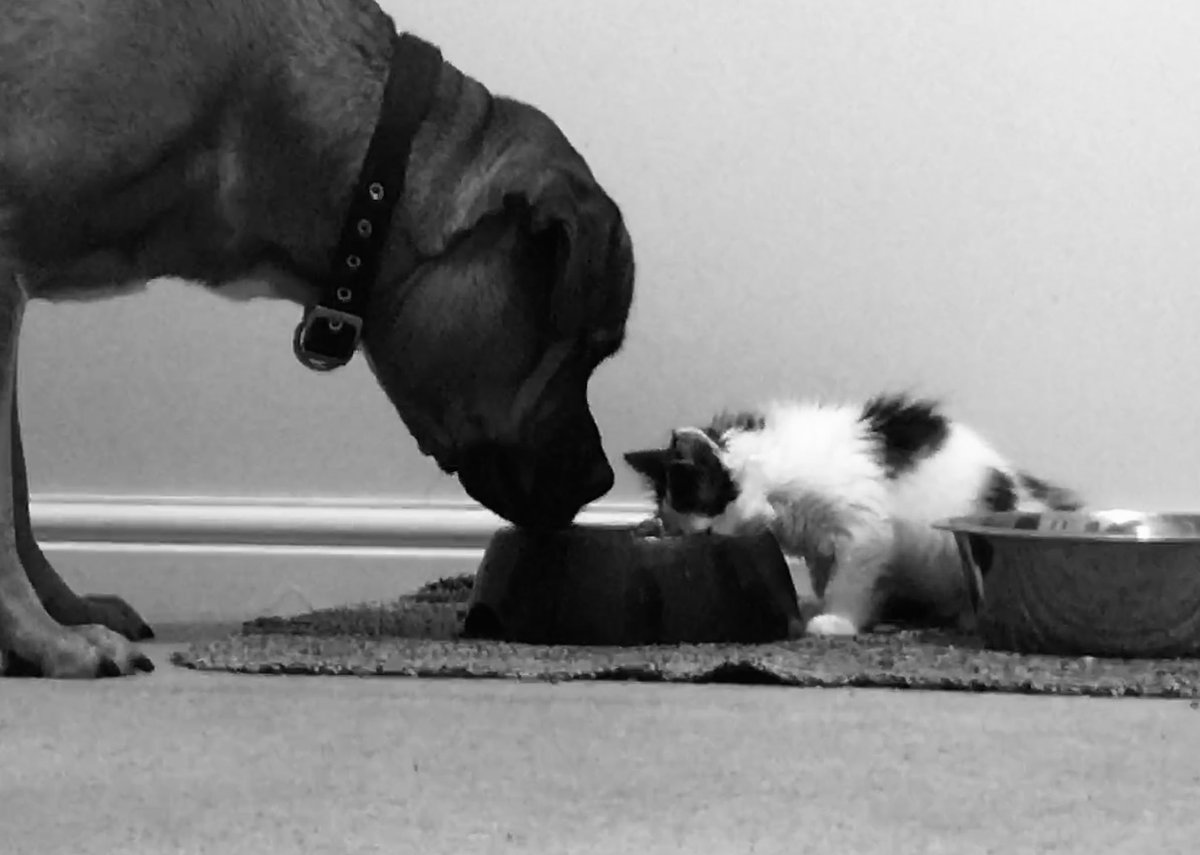 Cerys Mackay tweet media