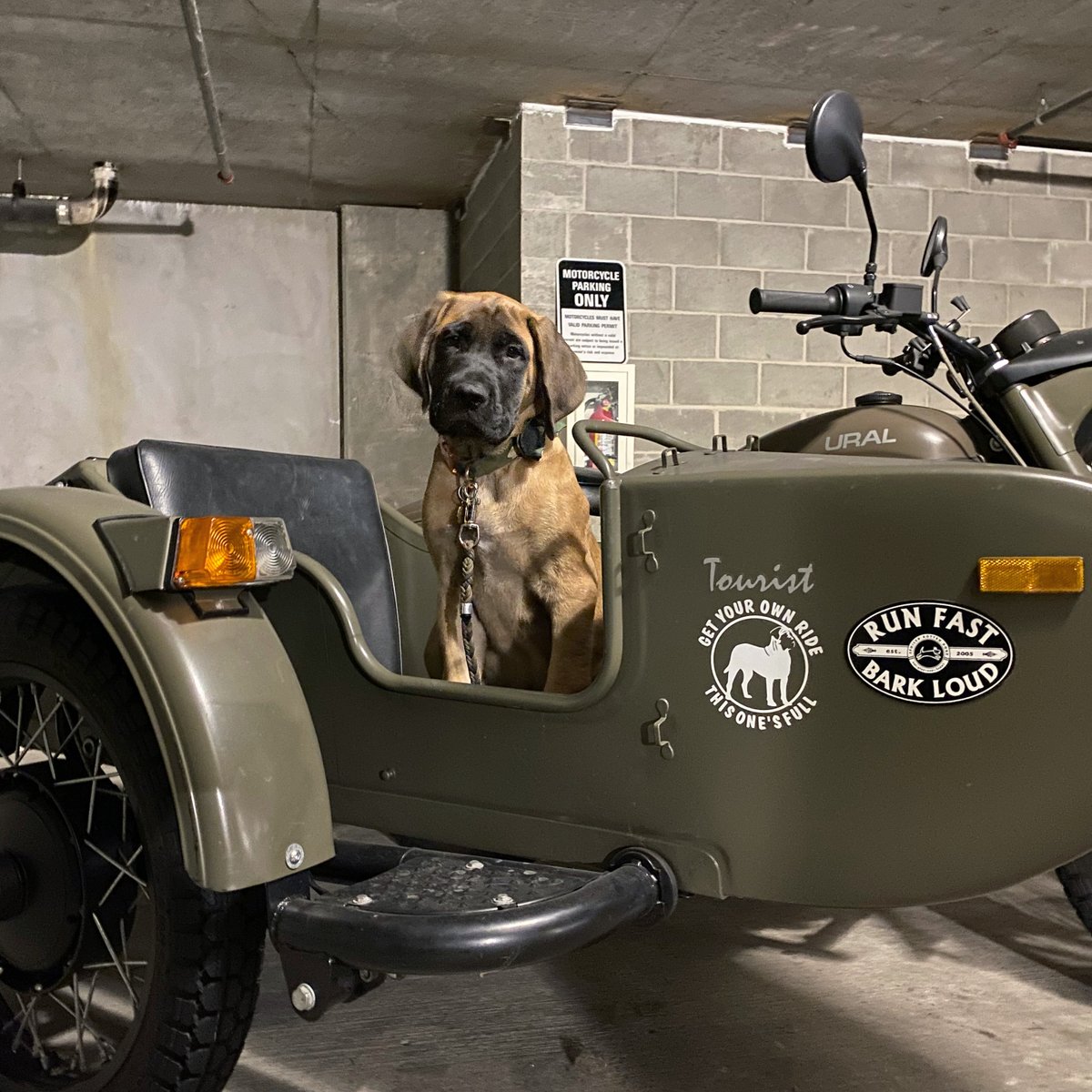 Morgan Mastiff tweet media