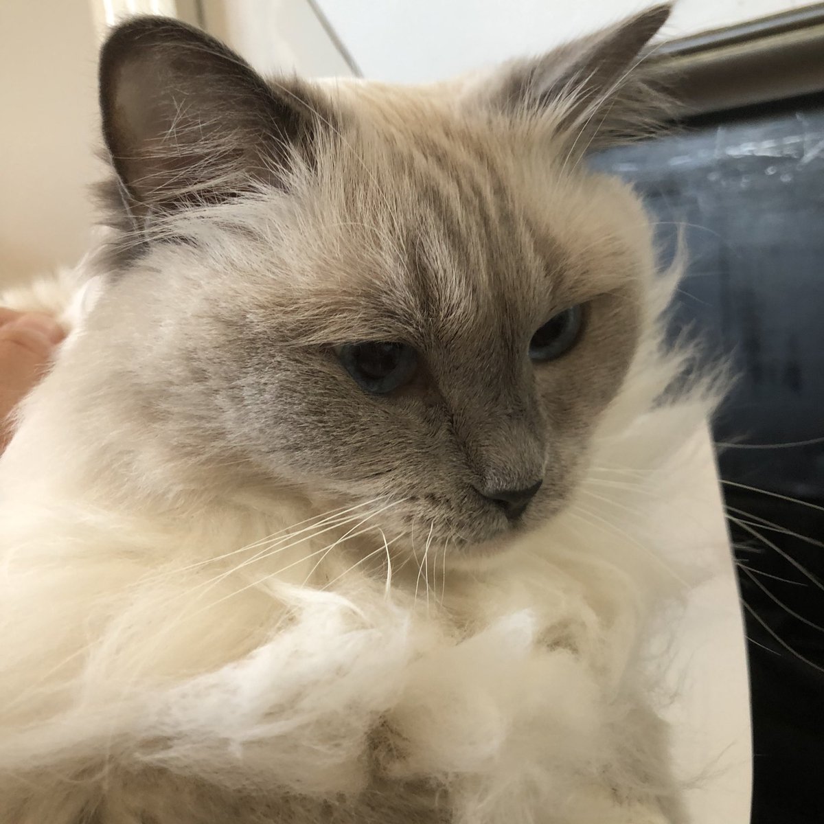 Happy #Felinfriday ! Partagez une photo de votre chat avec le hashtag #FelinFriday en citant <a href="/JamaisMaurice/">Jamais sans Maurice</a> - il choisira THE best 😻 (pas bien réveillée la Mauricette 😅)