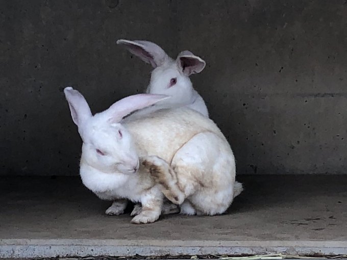 マザー牧場のtwitterイラスト検索結果