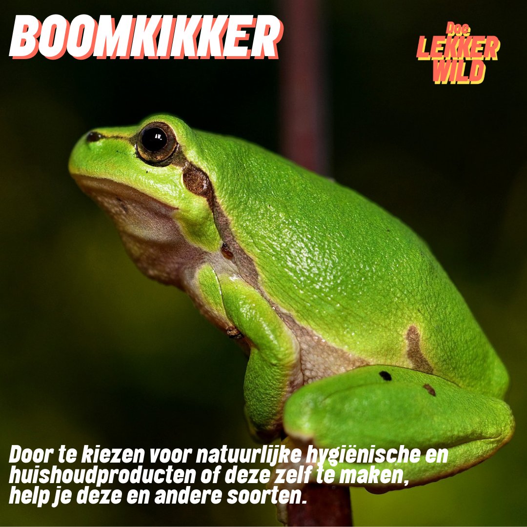 TfBiodiversity's tweet photo. 🌱Dag 3 : de boomkikker 🐸

🆘Status: Met uitsterven bedreigd.

Bijzonder zeldzaam in België. Momenteel overleeft de soort enkel in #Limburg.☹️

Elke actie telt 👉https://t.co/JCfYIG0H4G

1⃣2⃣ dagen om 12 bedreigde dieren te ontdekken https://t.co/ftmDEkNylB