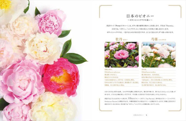 60周年 グラフィック社 編集部 Rt Graphicshaeigy1 暮らしを彩る 美しい牡丹と芍薬 日本ではボタン シャクヤクとして親しまれるピオニーの花を ロマンチックな写真とともに多彩に紹介 品種を一挙に掲載しながら 栽培や手入れのポイントも丁寧に