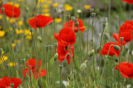 Check out our new blog post on why Autumn is a great time to scatter wildflower seeds: seedball.co.uk/why-autumn-is-…