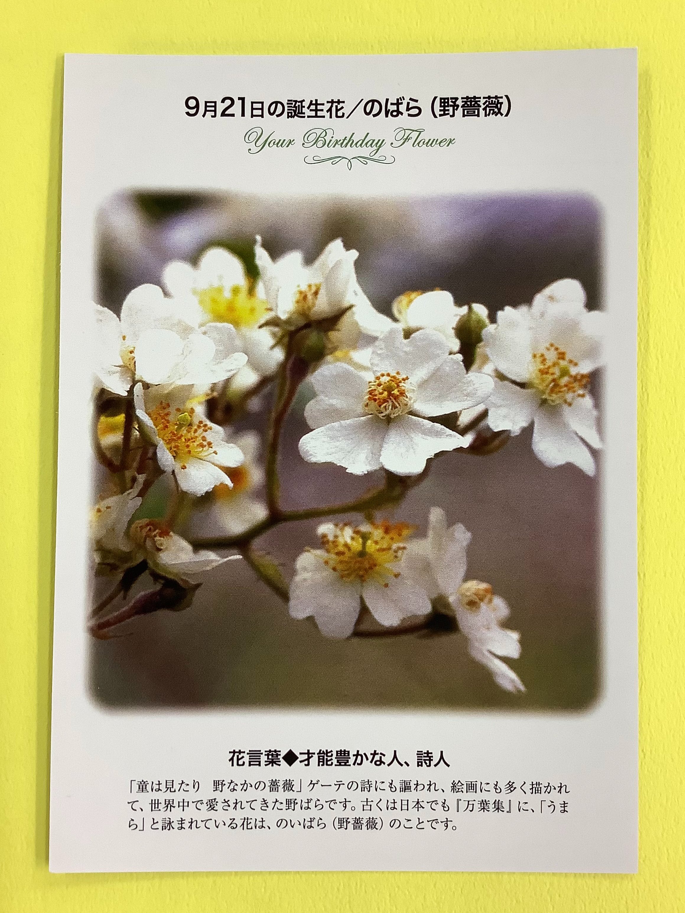 紀伊國屋書店 梅田本店 誕生花ポストカード 9 21の 誕生花 は 野薔薇 のばら 童は見たり 野なかの薔薇 とゲーテの詩にも謳われ 絵画にも多く描かれて 世界中で愛されてきた花です 花言葉 は 才能豊かな人 詩人 只今文具売り場にて