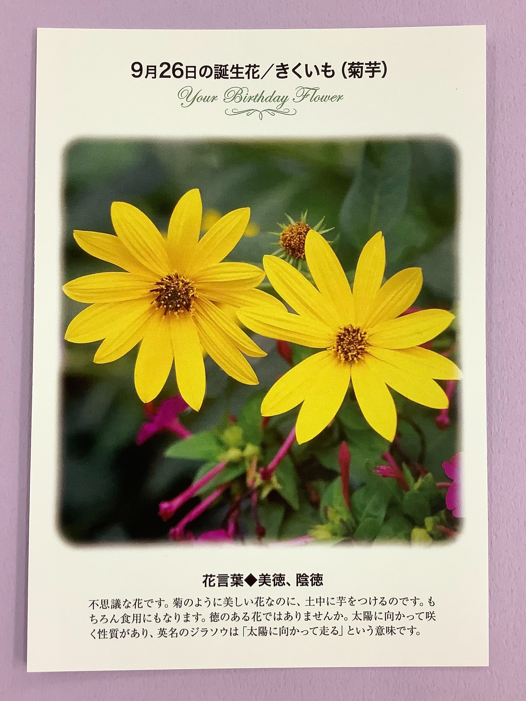 紀伊國屋書店 梅田本店 誕生花ポストカード 9 26の 誕生花 は 菊芋 きくいも 不思議な花で 菊のように美しい 花なのに 土中に芋をつけるのです 太陽に向かって咲く性質があり 英名のジラソウは 太陽に向かって走る という意味です 花