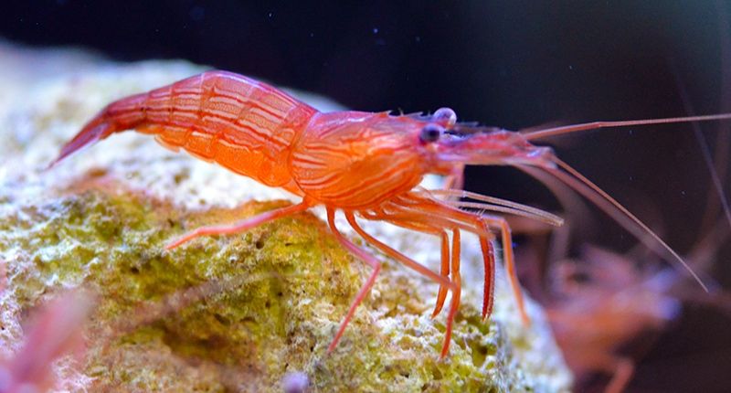 GuideAquarium's tweet photo. This stunning little #shrimp ought to be kept in a saltwater aquarium that does not contain expansive predator anemones. https://t.co/cFsuBeV8EA https://t.co/SzqfSVGGXl