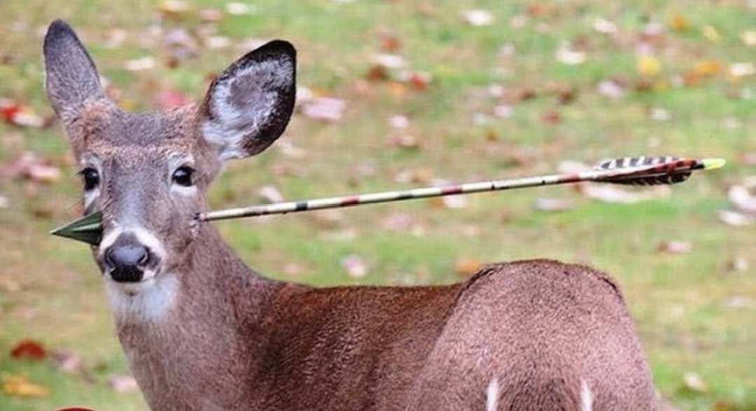 Kimse gelip bana bunun spor olduğunu anlatmasın. Bu sadece vahşettir.