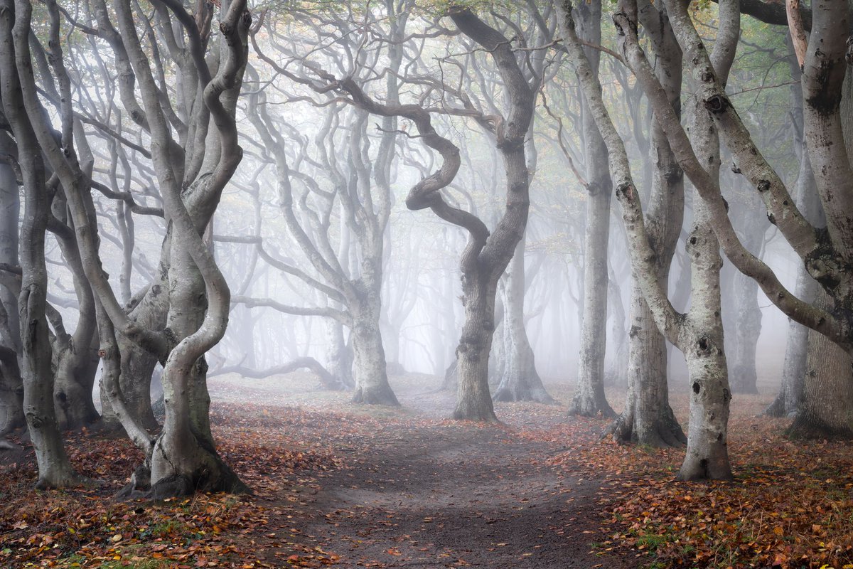MadsPeterIverse's tweet photo. Autumn is coming! What're your plans for autumn photography? I seriously need some inspiration 😅 https://t.co/vkWQNYS5ft