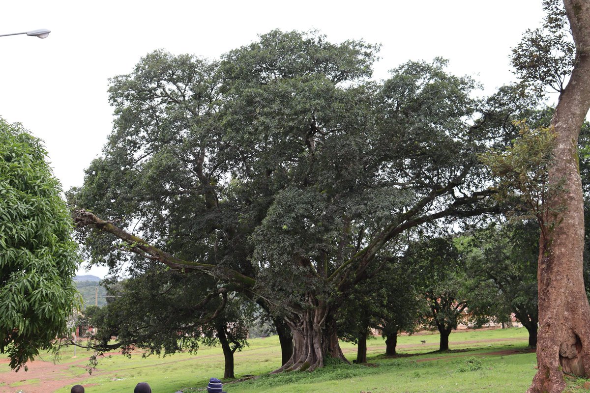 foutaman's tweet image. Vue d&apos;image du Mali, ville de #Guinée (1/10).

#trekking 
#tourism