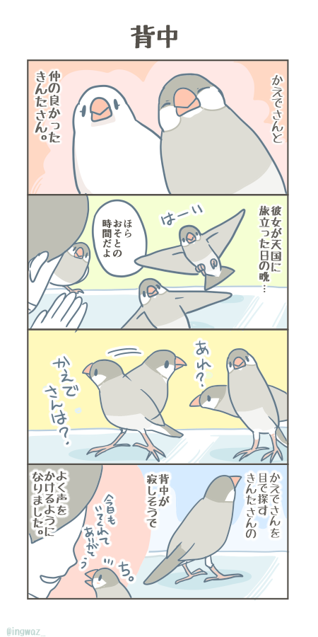 背中。

#Buncho #javasparrow #文鳥 