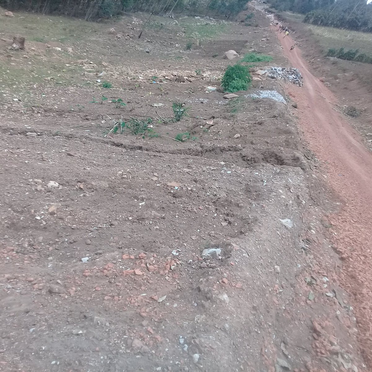 MourineAsiimwe's tweet photo. Road construction destroys surface vegetation,destabilize ecosystem structure & causes erosion
Planting #Trees in road reserves helps to minimise these effects on our environment
#ClimateActionNow
#PracticalActivism
Join me to plant for the planet here
https://t.co/KU32npydzP https://t.co/qKzM80mRlu