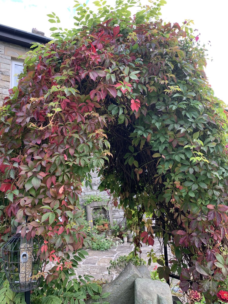 #FoliageFriday #Autumn