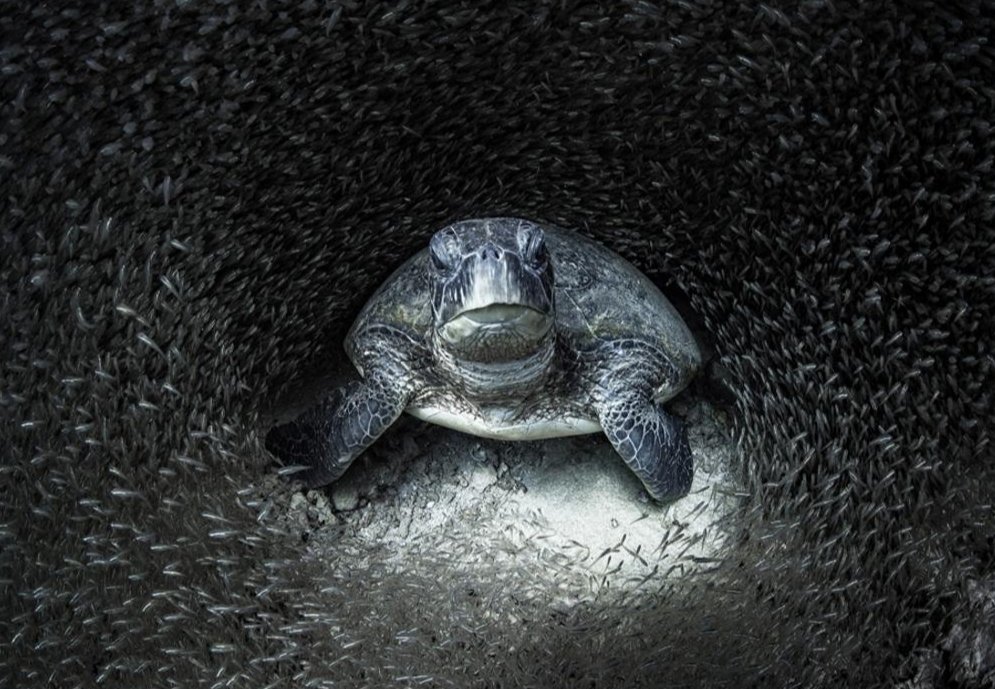 Winner of ocean photograph of the year.