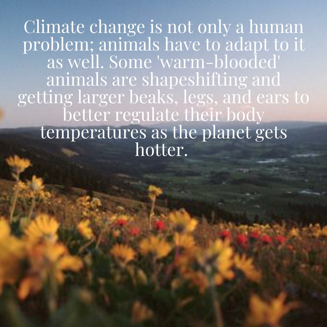 TeknTrash's tweet photo. Not only humans feeling the climate change but also animals, now why will we do with it to stop it? 🌿😄

#tekntrash #climatechange #planet #nature https://t.co/MGxhgae2zn