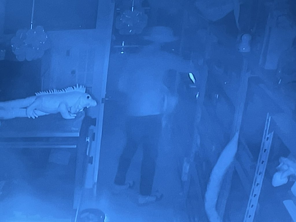 HachuMelt's tweet photo. 店舗周辺の全ての監視カメラの映像分析を依頼しました。犯人の足取りを追ってもらっています。
また、爬虫類の販売買取可能な業者へ情報共有をお願いします。
生体が何よりも心配です。
アルマジロトカゲ、ニシマツカサの生体売買のお話が来ましたらご連絡ください。
犯人の自首、返却を求めています。 https://t.co/7Woxorkei3