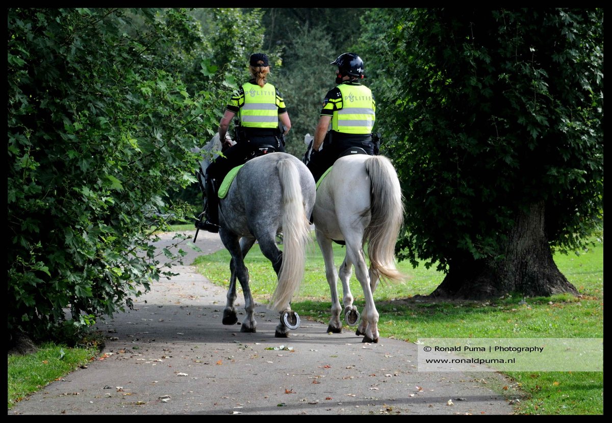 RonaldPumaPhoto's tweet photo. #Politie te #paard rijdt door het #Musispark/#Lauwerspark in #Arnhem #Netherlands. #MountedPolice #paarden #horses #police. #straatfotografie #streetphotography. https://t.co/45EOYvzaoZ