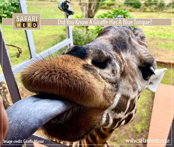 Giraffes Tongues Blue