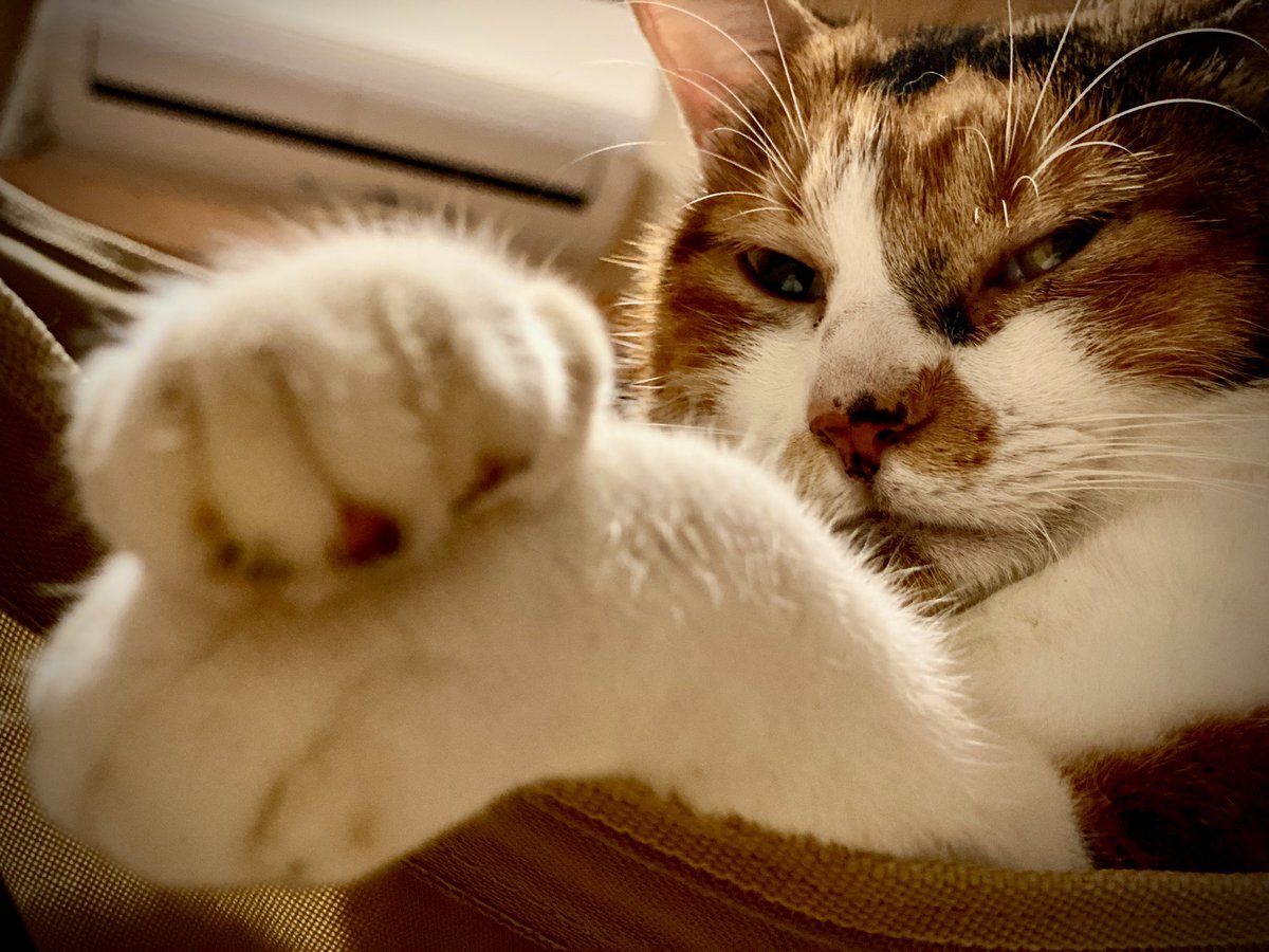 zegamyworld's tweet photo. リラックスして。たまには
Just relax.
#猫
#猫好きさんと繋がりたい
#猫の癒しパワー
#猫撮影
#癒し
#癒しの時間
#relaxtime
#catisgod
#catisgood
#CatsOfTwitter https://t.co/wJ0p58iBey