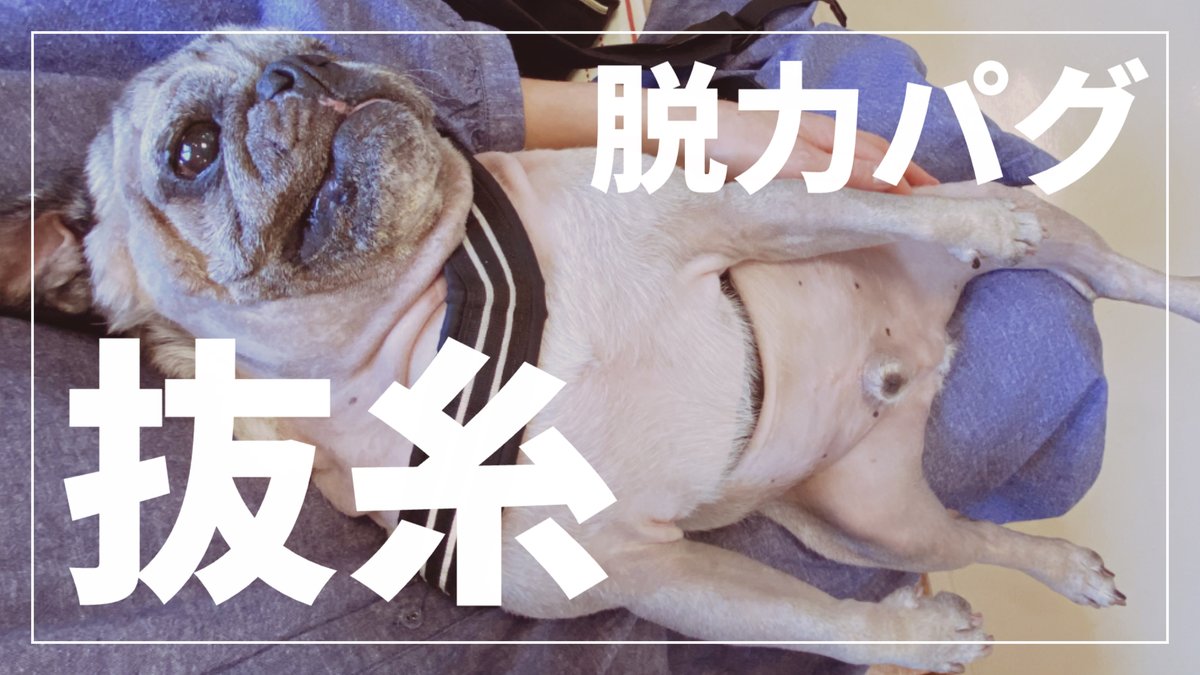Puglog_Official's tweet photo. 抜糸して脱力したパグ【肥満細胞腫の手術】
なかなか引っ付かなかった傷口がやっと引っ付き
先日無事に抜糸をしてきました。
エリカラも取れたので、久しぶりに自転車に乗って散歩に行きました。
➡️ https://t.co/ZBbJqnZ0Lc https://t.co/E2rBlDwfim