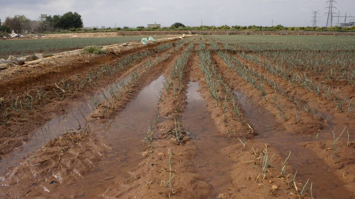 COIAL's tweet photo. 🟧#Investigación e #innovación para un futuro con menos #agua en el agro

🟧 La agricultura de precisión permitirá emplear menos recursos en los procesos productivos

📰  @valenciafruits https://t.co/moIxuKIKDU

#partnersCOIAL #regadío #digitalizacion #Tecnologia https://t.co/etNAF6iayM