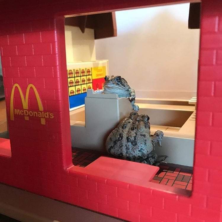 Animals that sell you stuff tweet media