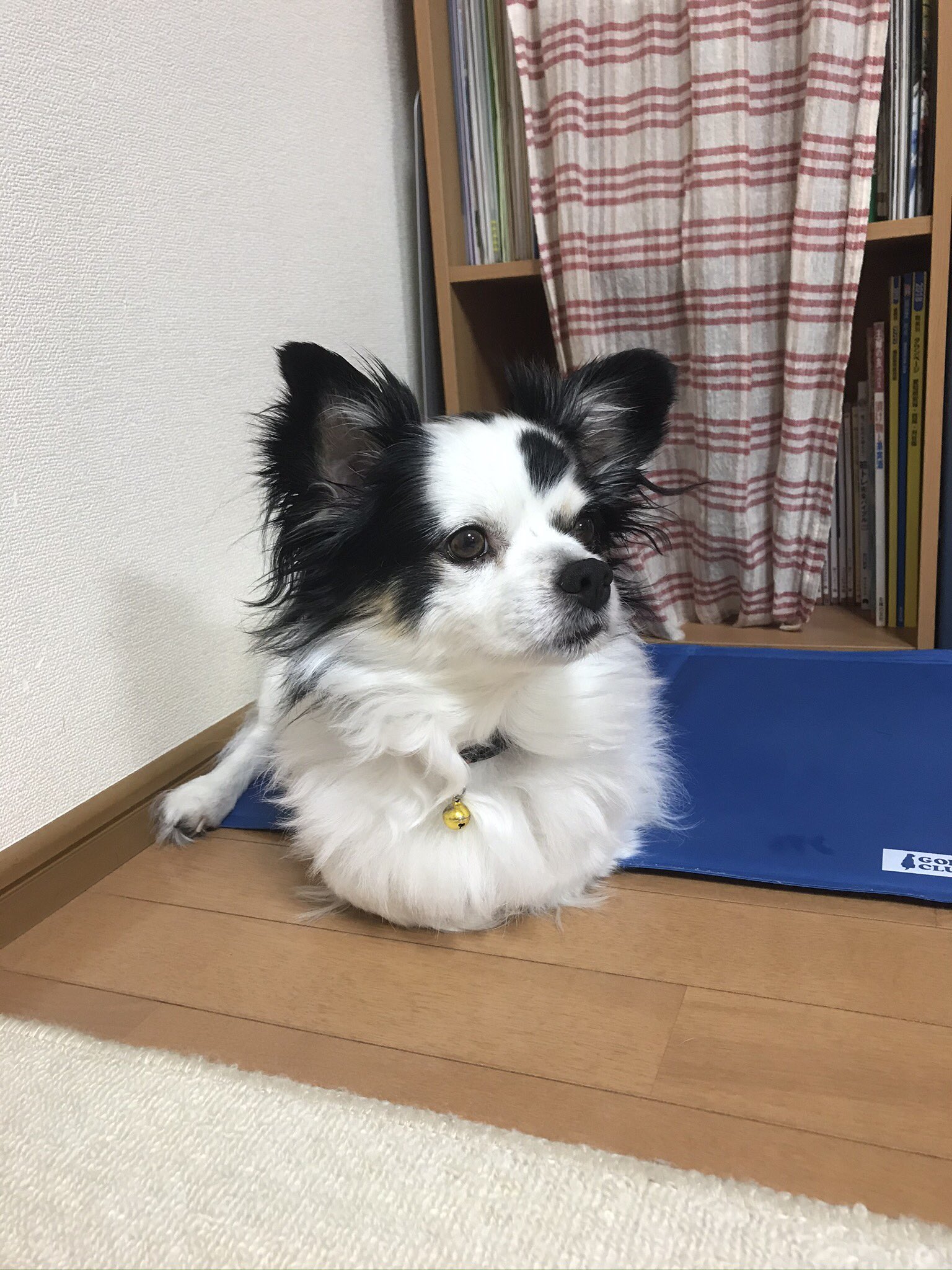 パピチワのパッチ 僧帽弁閉鎖不全症 Yjfo7 Patti Twitter