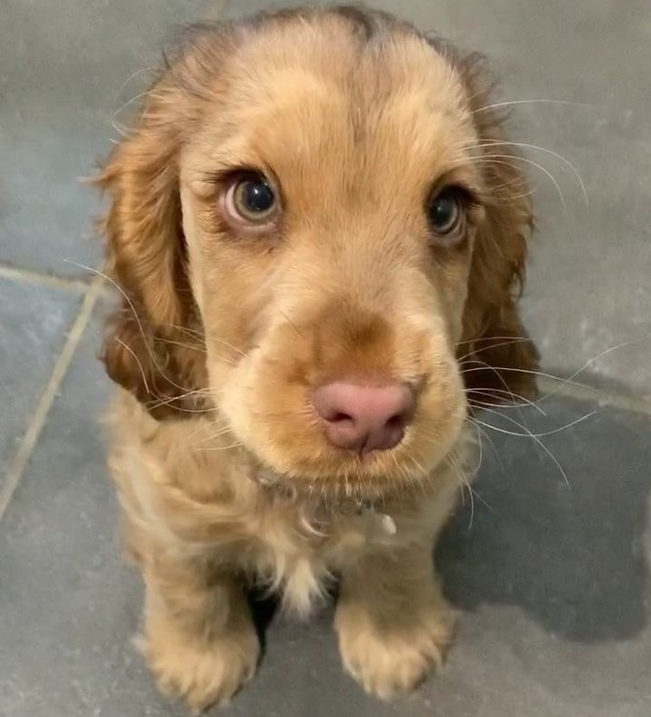 encoeurtoi's tweet photo. prettiest little face https://t.co/wtPvRX0bcW