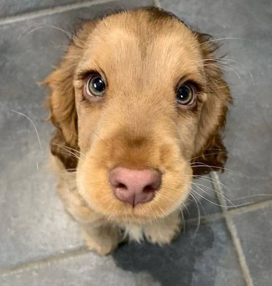 encoeurtoi's tweet photo. prettiest little face https://t.co/wtPvRX0bcW