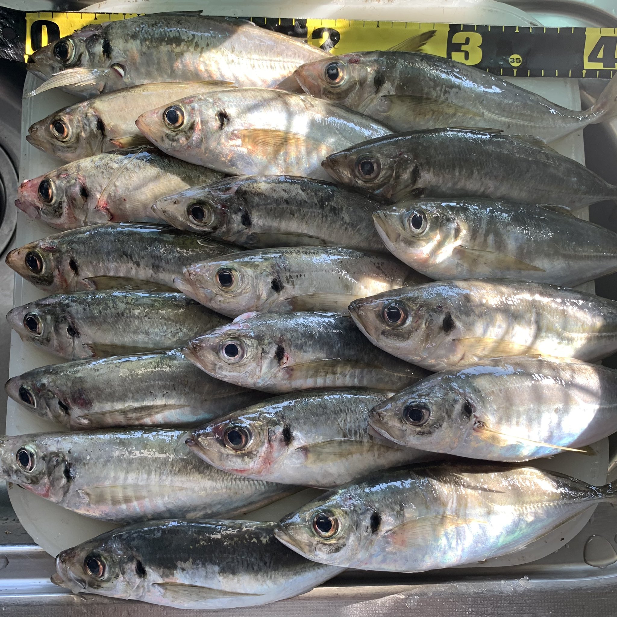 Tsumi Fishing Awaji Twitter
