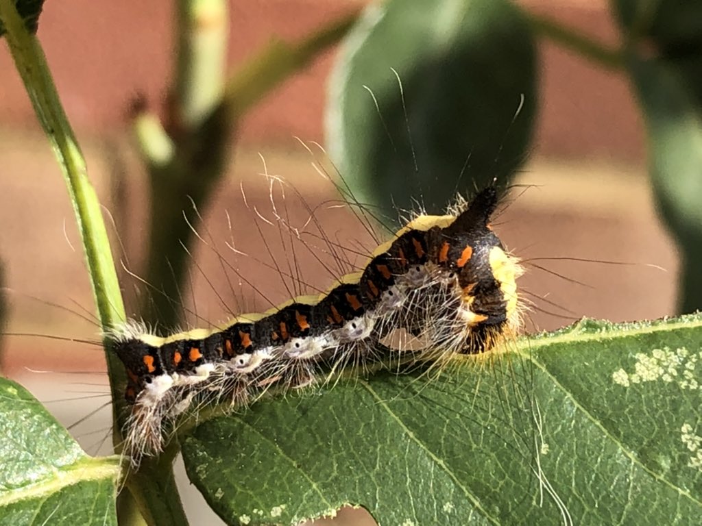 VickiComms's tweet photo. Spot of weeding on my day off.
Hello fluffy-headed fren π
Vapourer, maybe? π¦ #MothWatch #Butterfly https://t.co/lt7IQAdkk2
