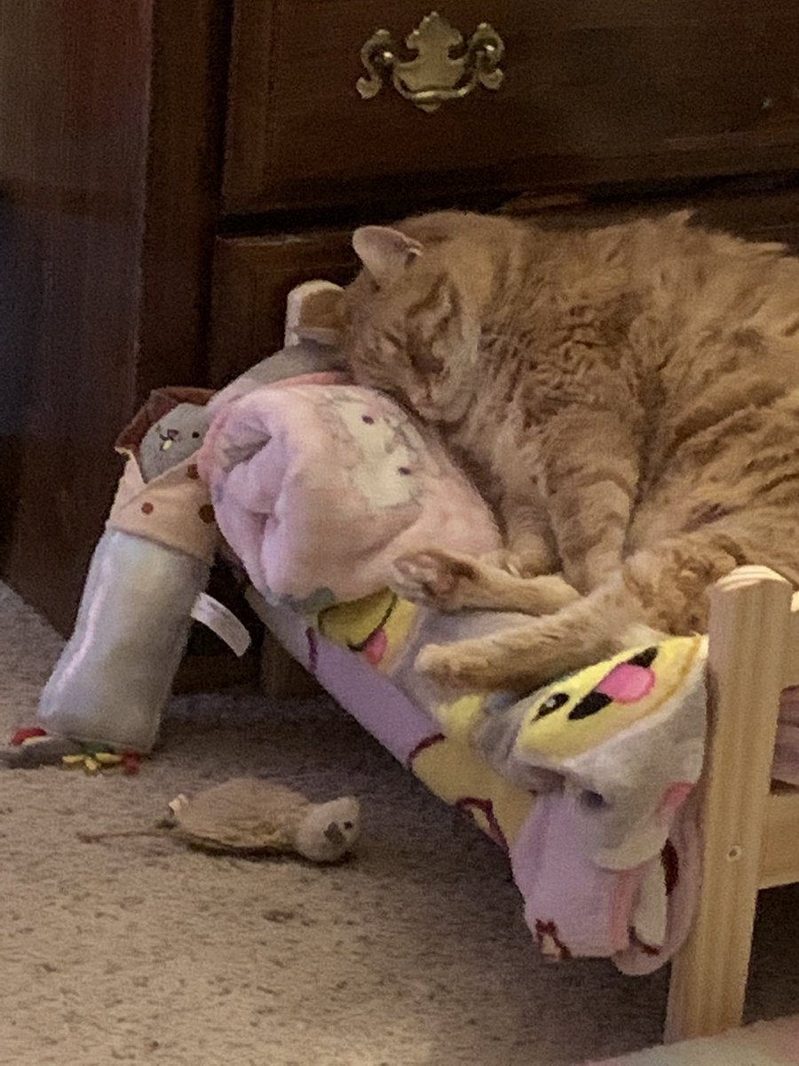 Ok so hey <a href="/ThreeDailey/">Dustin Dailey</a> !!! I heard u and Nick were wanting ideas for cat furniture? Let me introduce you to… the ikea doll bed!