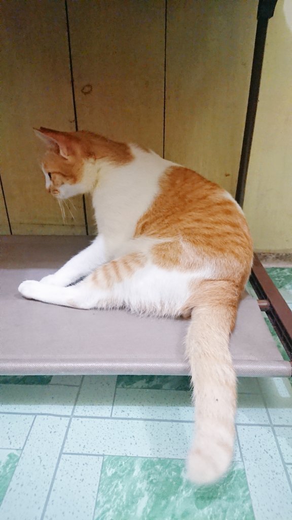 meoliberfamilia's tweet photo. Usok is Pregnant 🥰👶
😻🤰

#CatsOfTwitter #SUNSOK #USOK #MEOLIBERFAMILIA #MEOLIBER #猫の日 #CAT #KITTEN #catlovers  #catlife #kucing  #ねこ #カエル #子猫 #CuteCat #ねこよ https://t.co/NfRxTM4fLX