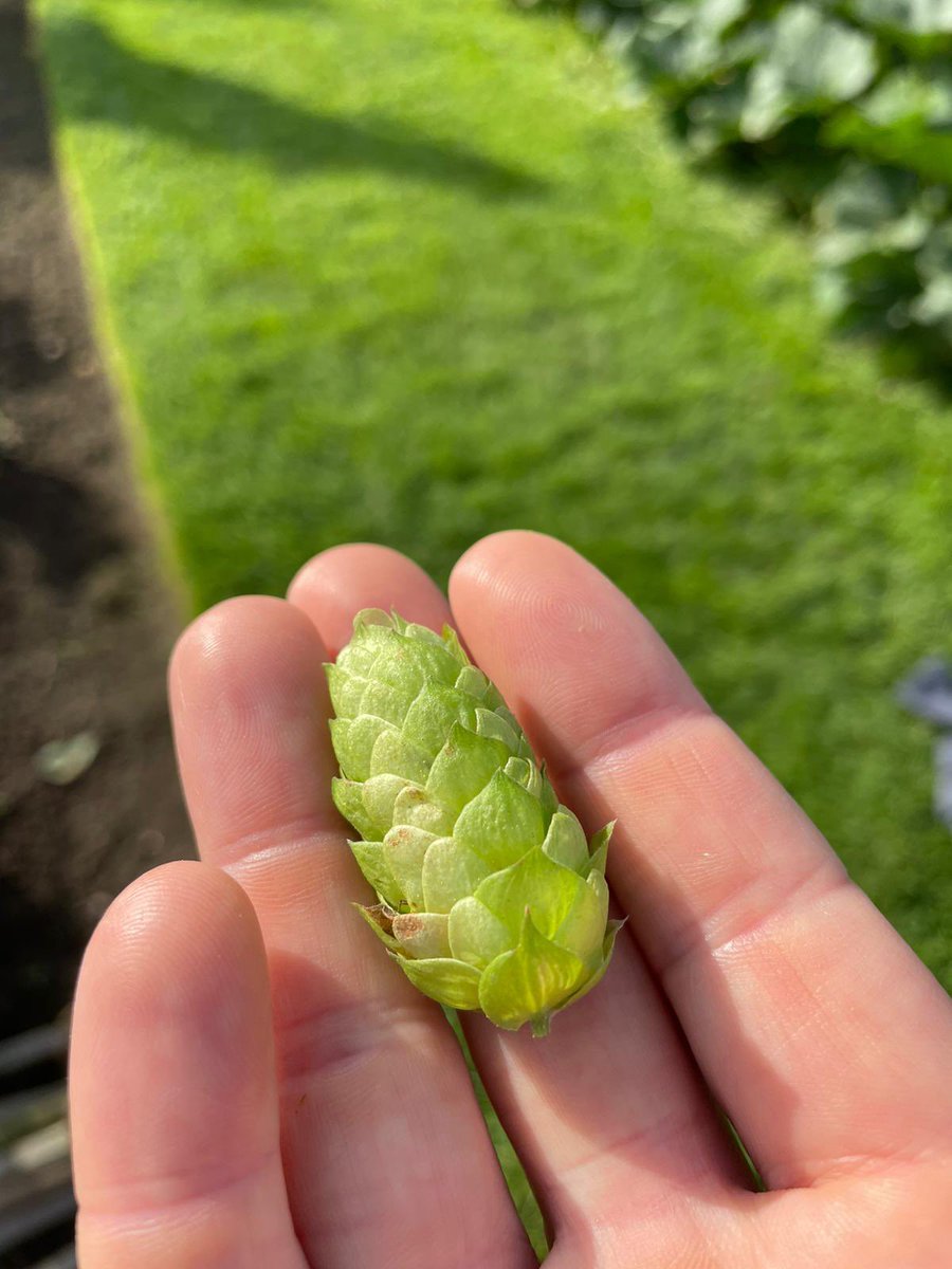 The first hop of this year’s harvest from @HarewoodFandDP, and it’s a big un! We’re on the Harewood estate picking all day today, using the yield to brew our annual collaboration Green Hop IPA releasing in a few weeks