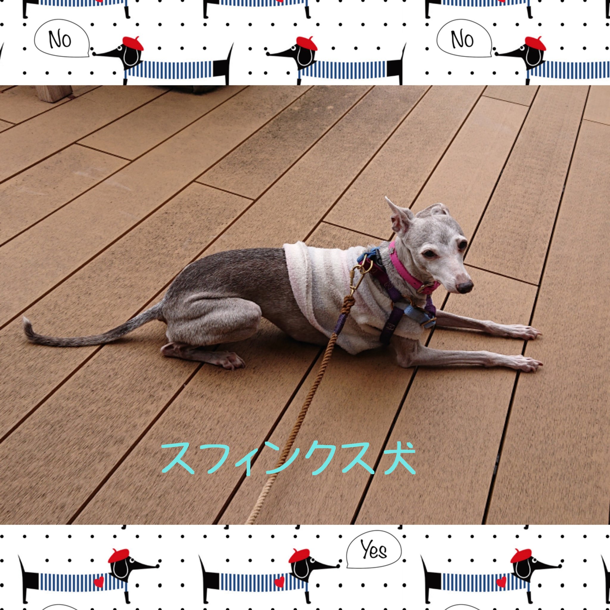 スフィンクス犬 Twitter Search Twitter