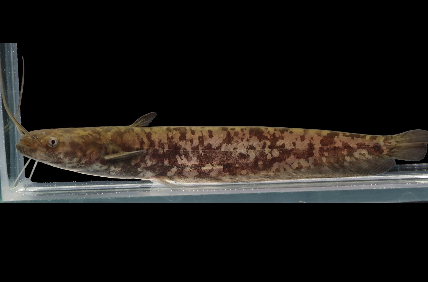 洋書　Catfishes (ナマズ) 大型本 洋書 Catfishes (ナマズ) 大型本 洋書 Catfishes (ナマズ) 大型本