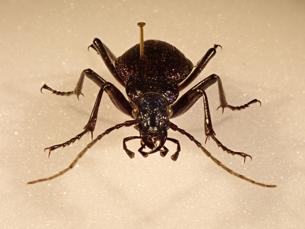 weebeastie75's tweet image. Some magnificent critters from @hunterian #EntomologyCollections in the Peatlands: Preserving Pasts and Futures currently on display. Developed by @UofGlasgow MSc Museum Studies students, explores the ecological and cultural importance of peat, perfect for #ScottishClimateWeek