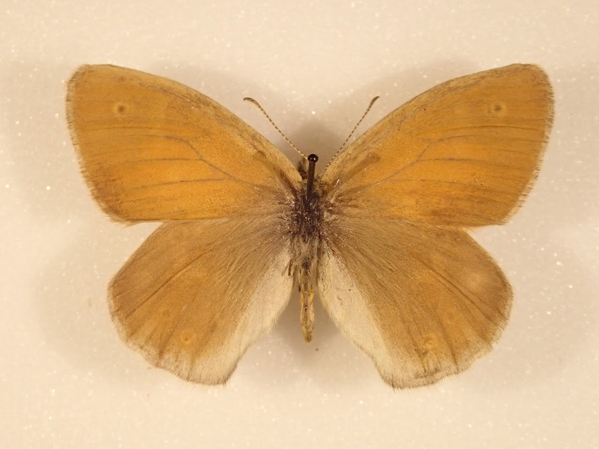 weebeastie75's tweet image. Some magnificent critters from @hunterian #EntomologyCollections in the Peatlands: Preserving Pasts and Futures currently on display. Developed by @UofGlasgow MSc Museum Studies students, explores the ecological and cultural importance of peat, perfect for #ScottishClimateWeek