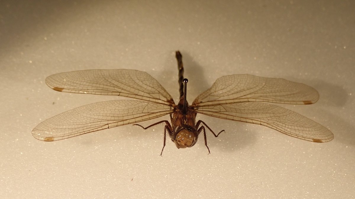 weebeastie75's tweet image. Some magnificent critters from @hunterian #EntomologyCollections in the Peatlands: Preserving Pasts and Futures currently on display. Developed by @UofGlasgow MSc Museum Studies students, explores the ecological and cultural importance of peat, perfect for #ScottishClimateWeek