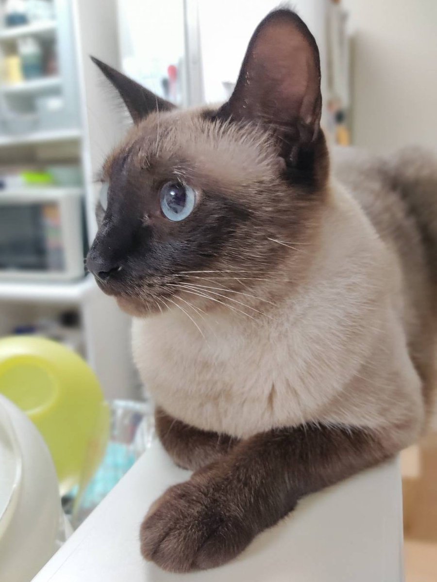 台所のお気に入りの場所 猫 猫画像 猫好きさんと繋がりたい 猫のいる暮らし 猫のいる幸せ ツイレポ