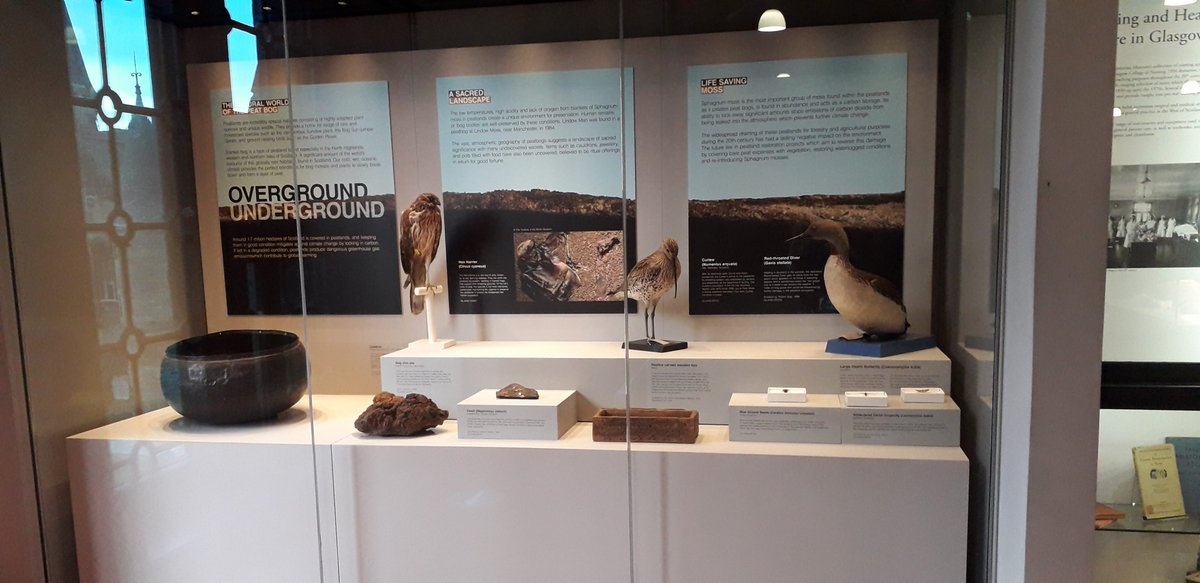 weebeastie75's tweet image. Some magnificent critters from @hunterian #EntomologyCollections in the Peatlands: Preserving Pasts and Futures currently on display. Developed by @UofGlasgow MSc Museum Studies students, explores the ecological and cultural importance of peat, perfect for #ScottishClimateWeek