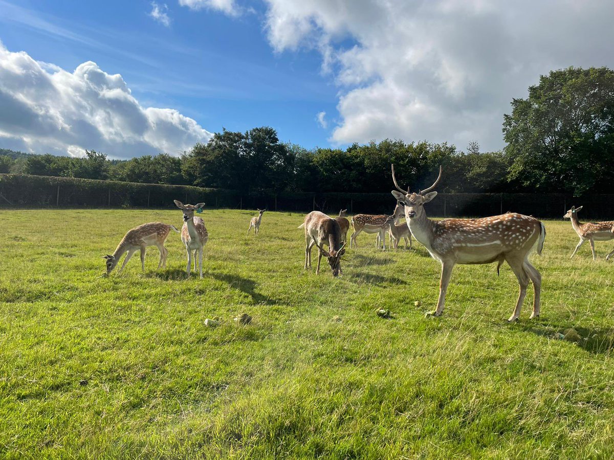 Friday feeling at the farm shop… 
The sun is out and the deer look very happy. 

Pop in over the weekend for some goodies 

Happy Friday. Enjoy your weekend. 
#friday #fridayfeeling #weekend #sunnydays #farmshop #supportlocal #deer