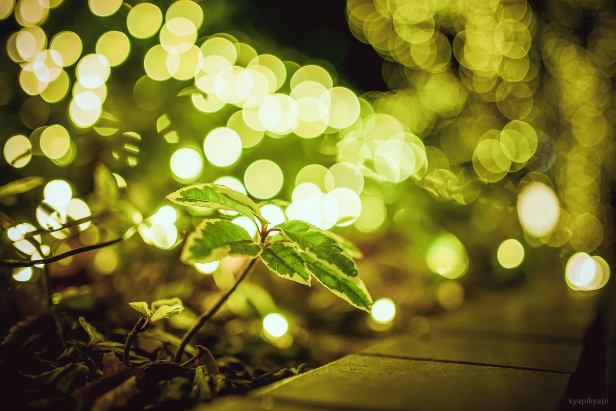 KyapiPhoto's tweet image. きらきら2

#photography 
#PhotographyIsArt
#写真好きな人と繫がりたい
#写真撮ってる人と繋がりたい
#写真で伝える私の世界
#ファインダー越しの私の世界