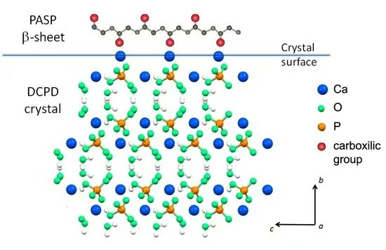 JFB_MDPI's tweet image. #mdpijfb Reading recommendation: &quot;Role of Aspartic and Polyaspartic Acid on the Synthesis and Hydrolysis of #Brushite&quot; by Elisa Boanini, Adriana Bigi and Katia Rubini @Unibo
👉mdpi.com/2079-4983/10/1…
#calciumphosphate #bone #cements #biomimetic #biomineralisation #biomaterials