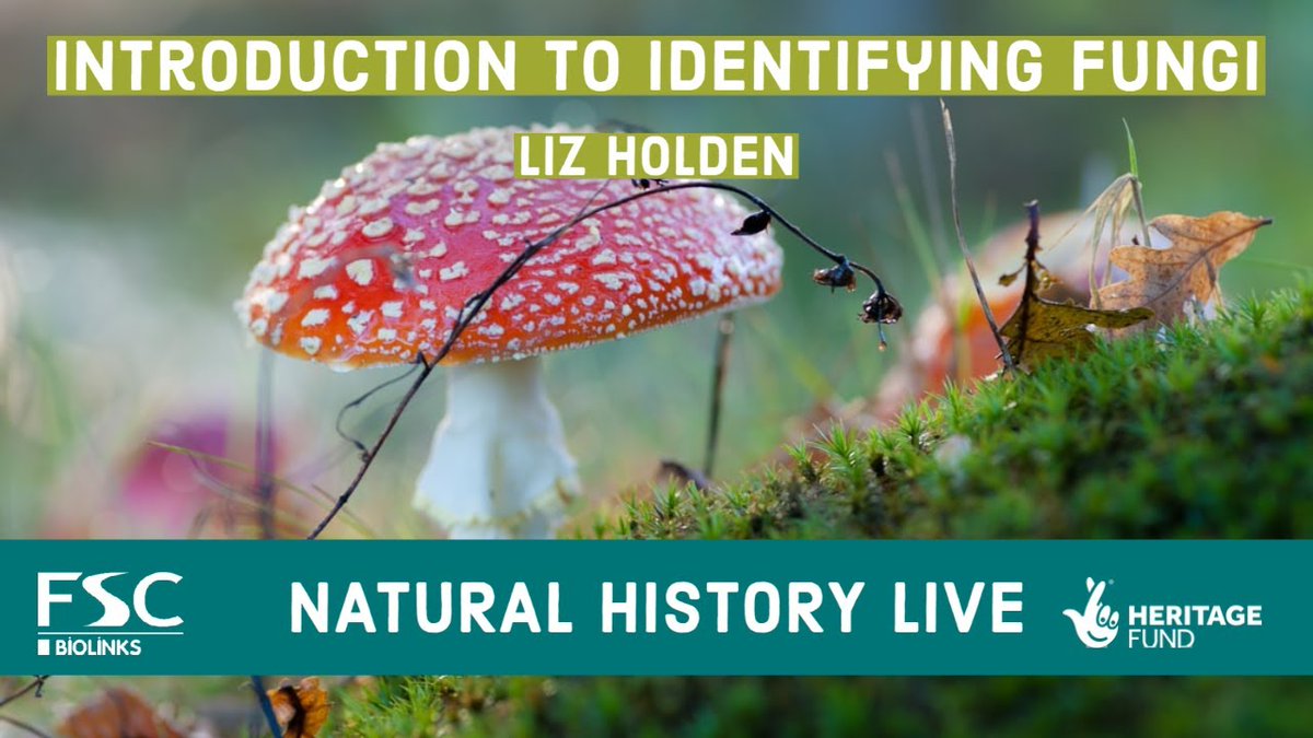 FSCBiodiversity's tweet photo. Fungi Season is here! 🍄 Now is the time to start exploring the damp woodlands for some of our fantastic #fungi species – In preparation, you can watch our ‘Introduction to Fungi ID’ talk on our YouTube channel 👇

https://t.co/6G7ywdFhm2 

 #FlashackFriday #NaturalHistoryLive https://t.co/qyfd058A5Q